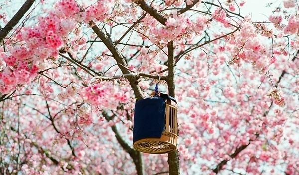 这个周末，就在云南，你们徜徉在花海，他们却在保通躲雪崩！