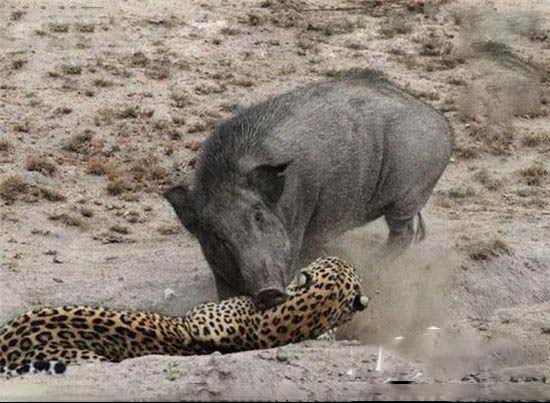 念山七诗评之1014