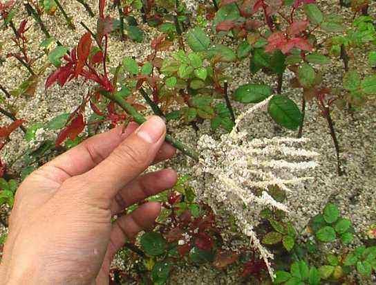 生根粉不用买，教你5招自制生根剂，比生根粉管用100倍！