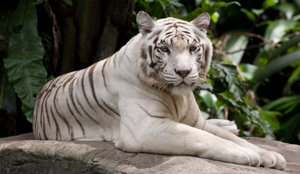 回忆《小虎还乡》