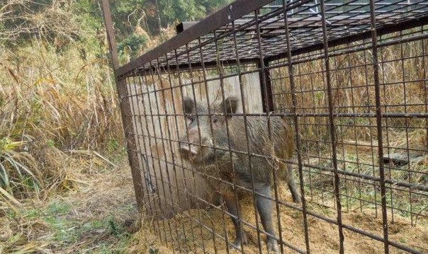 日本"超级怪兽狼",吓退野猪,吓哭网友