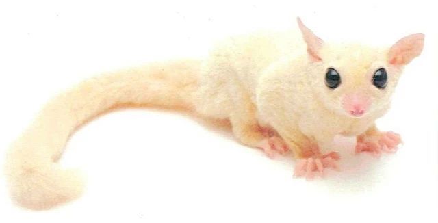 蜜袋鼯百科:飞行，并不是有翅膀才可以!