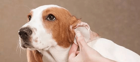 狗狗甩耳朵 不是只有耳朵进水那么简单!