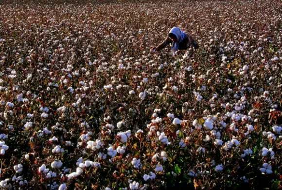 2018年棉花种植成本呈上涨趋势
