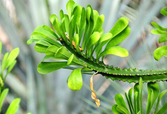 农村当篱笆种的植物,常误认为火龙果,流出白色