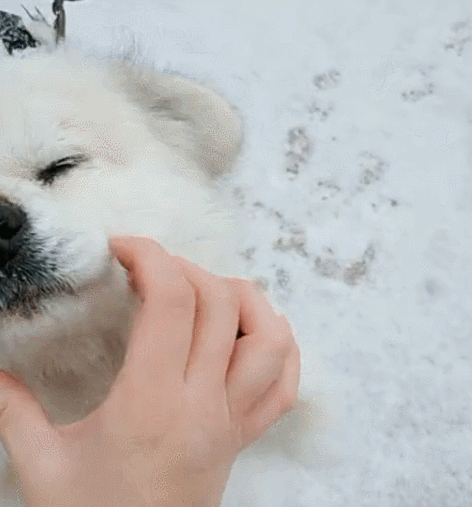 壁纸 动物 狗 狗狗 472_507 gif 动态图 动图