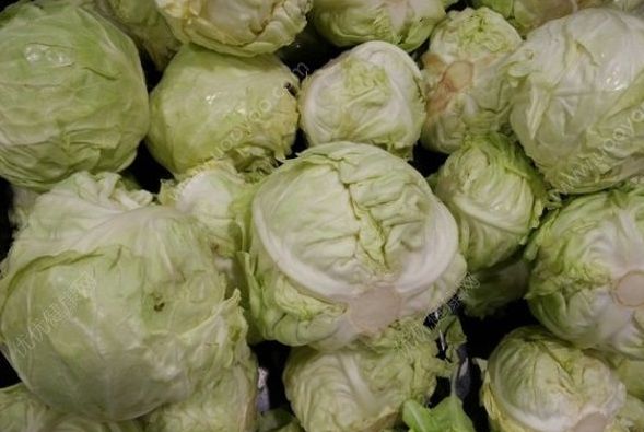 怎样区别卷心菜和包菜?怎样做卷心菜好吃?