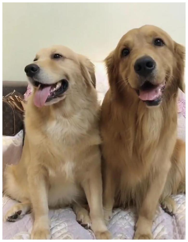 网红狗狗周大毛6个小时,产下9只小金毛,网友