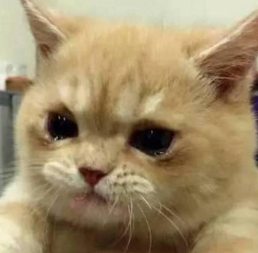 主人下狠手给猫咪灌药水结果猫咪的表情哭的心都死了
