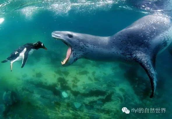 【rlyl物种说】今日--豹海豹（Leopard seal）