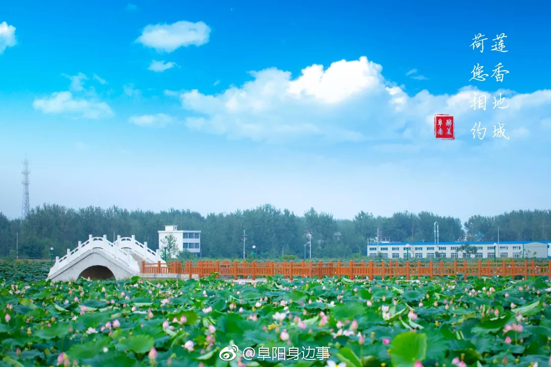 阜南地城文化荷花首届美食节即将开幕十大美食台北图片