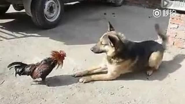 打鸡骂狗 新浪网