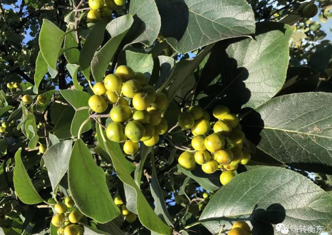 衡东人儿时的回忆--野枇杷