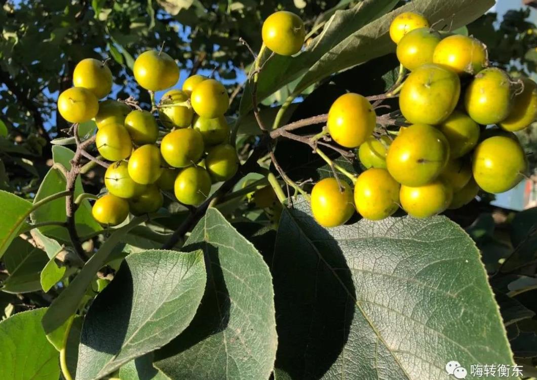 衡东人儿时的回忆--野枇杷