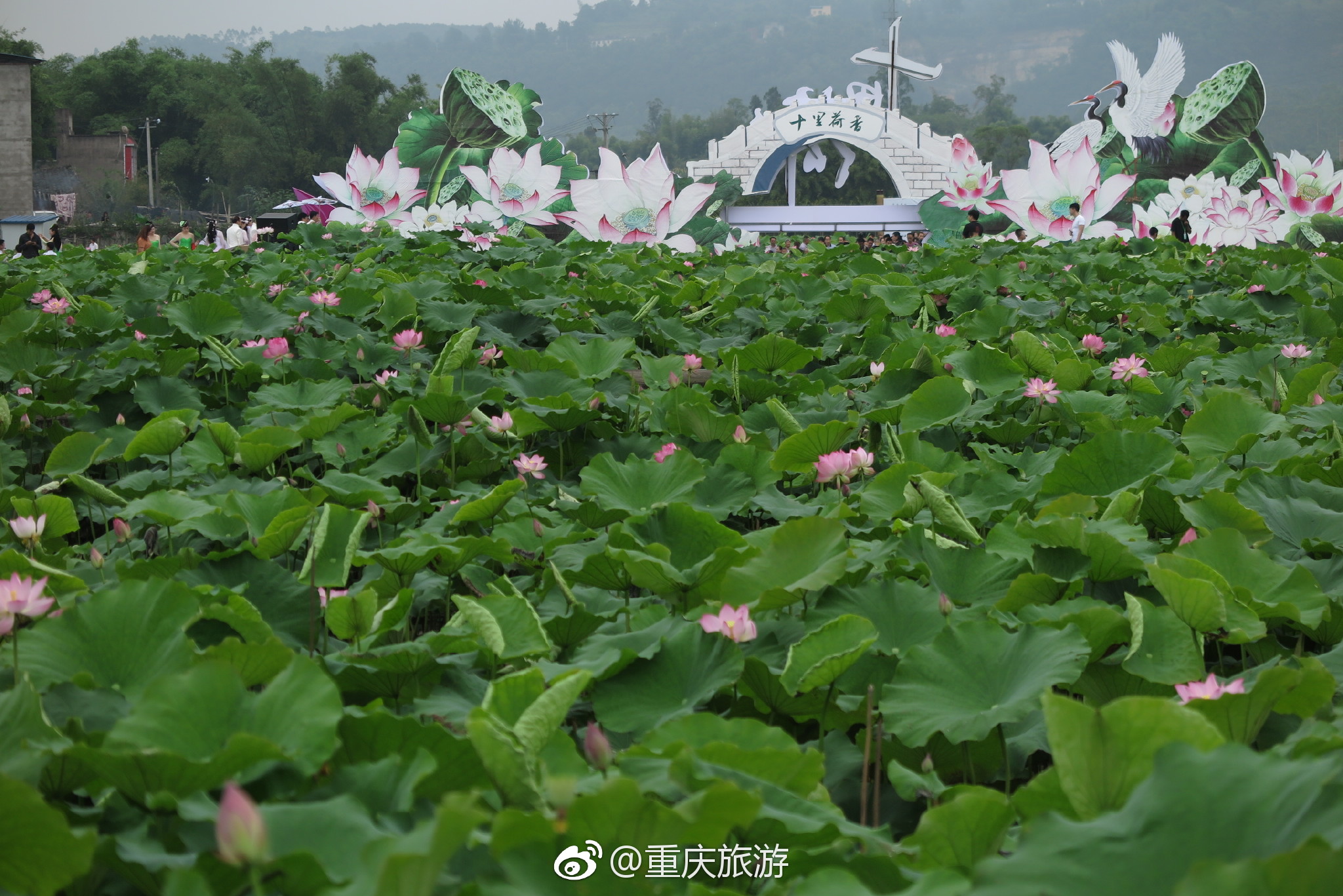 "又到了夏日的赏荷季~永川十里荷香2000亩荷花,已经开得亭亭玉立.