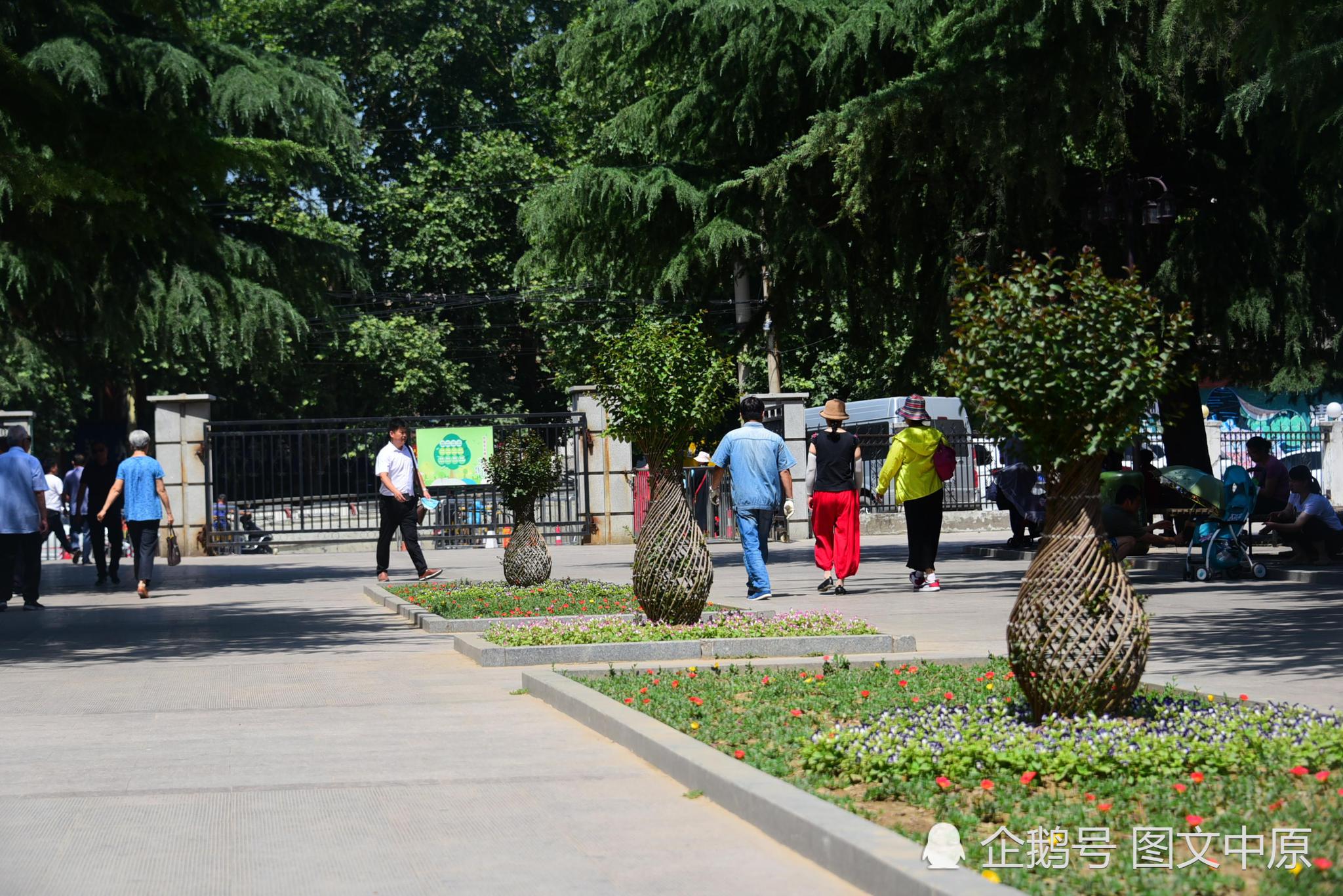 图为:郑州人民公园西门口内花坛里的景观海棠树"花瓶.