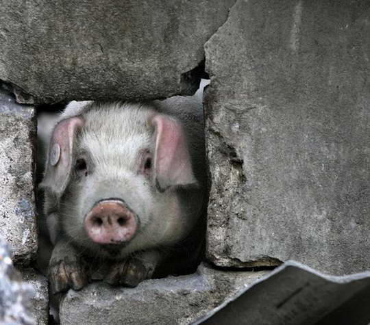 世界上最坚强的猪，经历过汶川大地震，被困36天奇迹般存活!