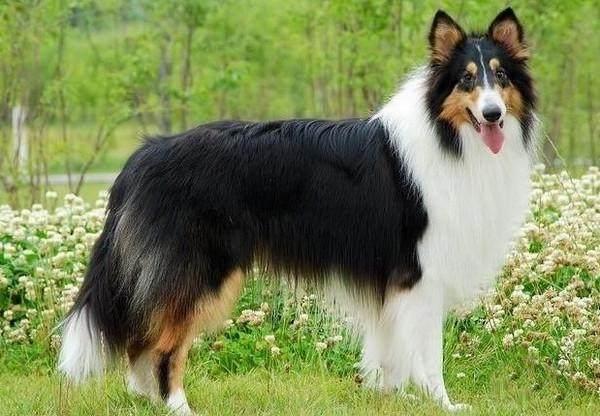 苏格兰牧羊犬的4大优点，请给我一个不养它的理由