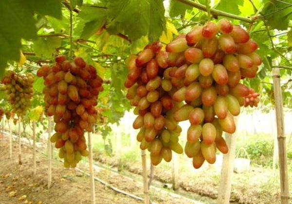 这种水果有一股花香,欧美系引进,无核超甜,市场