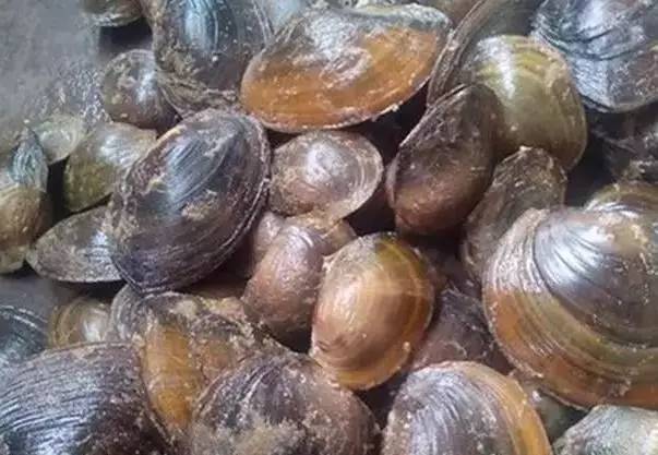 兴宁农村河里的十大野味,排名第一的,有钱都难