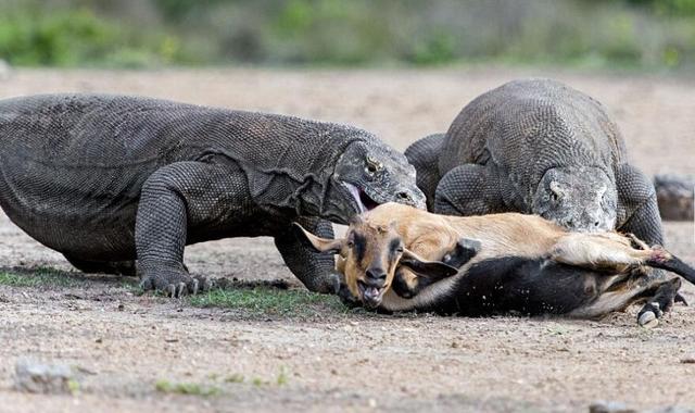 科莫多巨蜥跟踪伏击捕杀山羊全过程,山羊毫无防备的成为了美餐