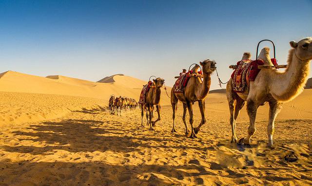 沙漠中渴死的骆驼不能碰？贝爷的骆驼疑案可能是假的，...