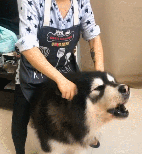 壁纸 动物 狗 狗狗 494_535 gif 动态图 动图