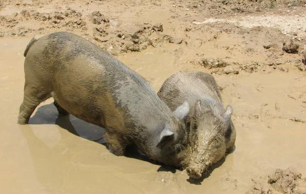 野猪活吃人图片