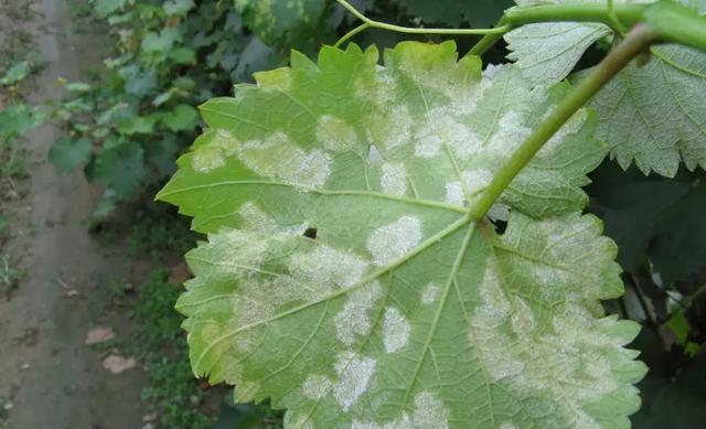 常见病句类型解析 如何快速识别病句错误