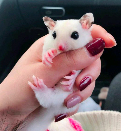 蜜袋鼯百科:飞行，并不是有翅膀才可以!