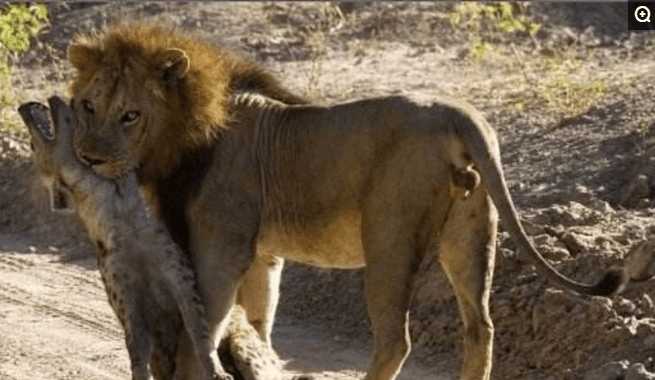 非洲一哥的奢华大餐, 二哥, 三哥, 平头哥纷纷遇