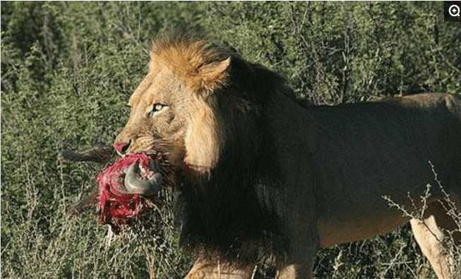 非洲一哥的奢华大餐, 二哥, 三哥, 平头哥纷纷遇
