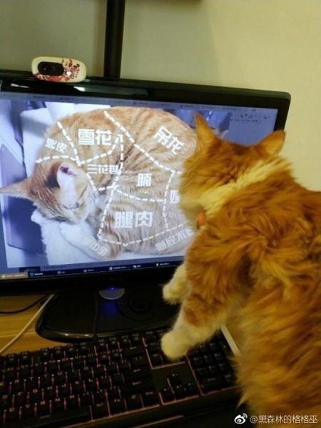 可欧,喵星人惹你生气了,我这有本炖猫指南,拿去