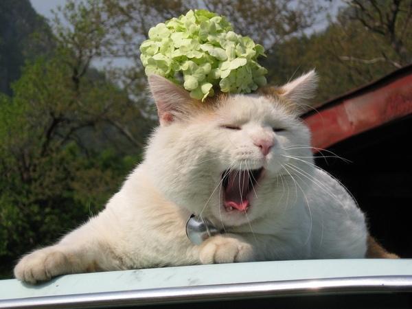 猫咪看到一对情侣接吻,竟做出这表情,网友:我是猫!不吃狗粮