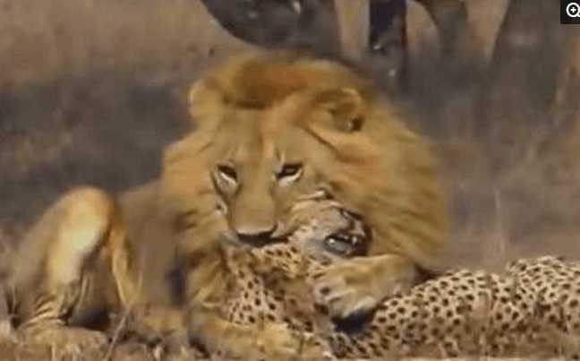 非洲一哥的奢华大餐, 二哥, 三哥, 平头哥纷纷遇