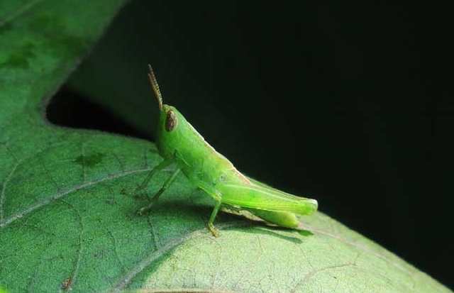 蝈蝈、蛐蛐、蚂蚱、蚱蜢、蝗虫的不同