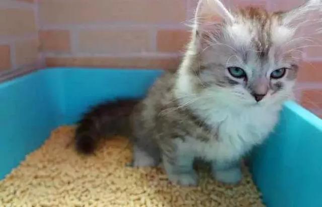 女孩养猫得了裂头蚴,你绝对不知道的秘密