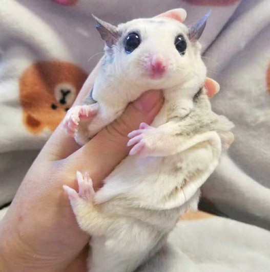 白色蜜袋鼯价格_纯白色背景_白色彼岸花_纯白色壁纸- 友言网