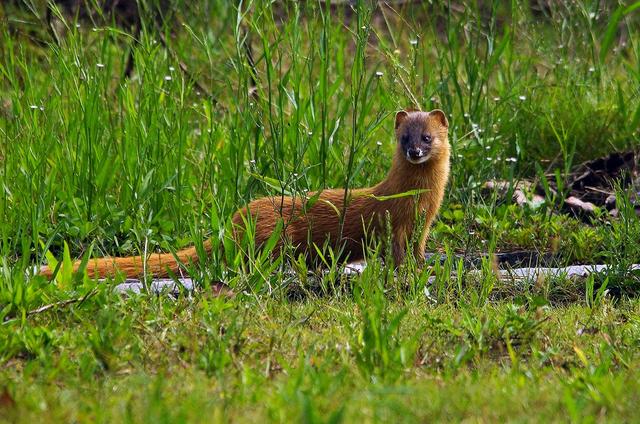 家里进蛇的禁忌 家蛇为什么不能打
