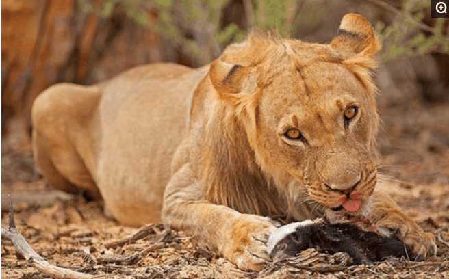 非洲一哥的奢华大餐, 二哥, 三哥, 平头哥纷纷遇