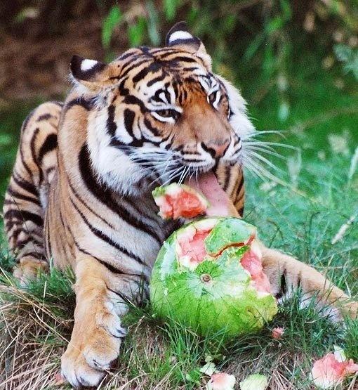 都知道老虎是肉食性动物,可是到了夏天,给它一整个冰镇西瓜,老虎也都