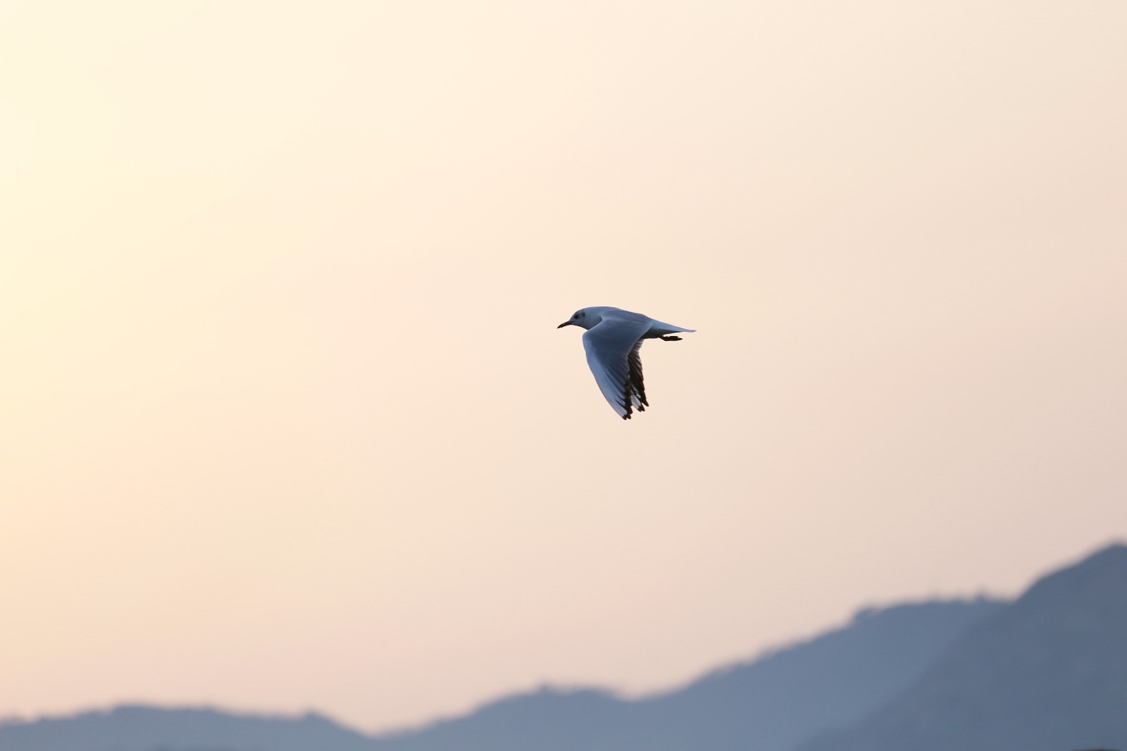海鸥海鸥简谱_儿歌海鸥简谱(2)