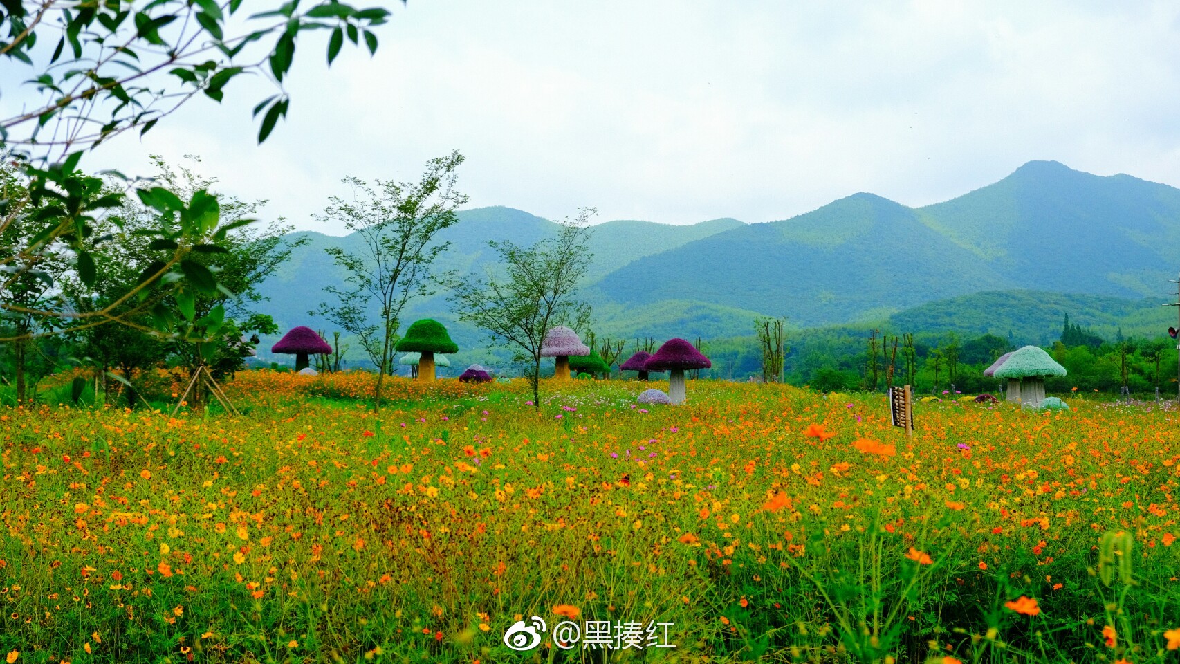 广德,太极五色谷花海