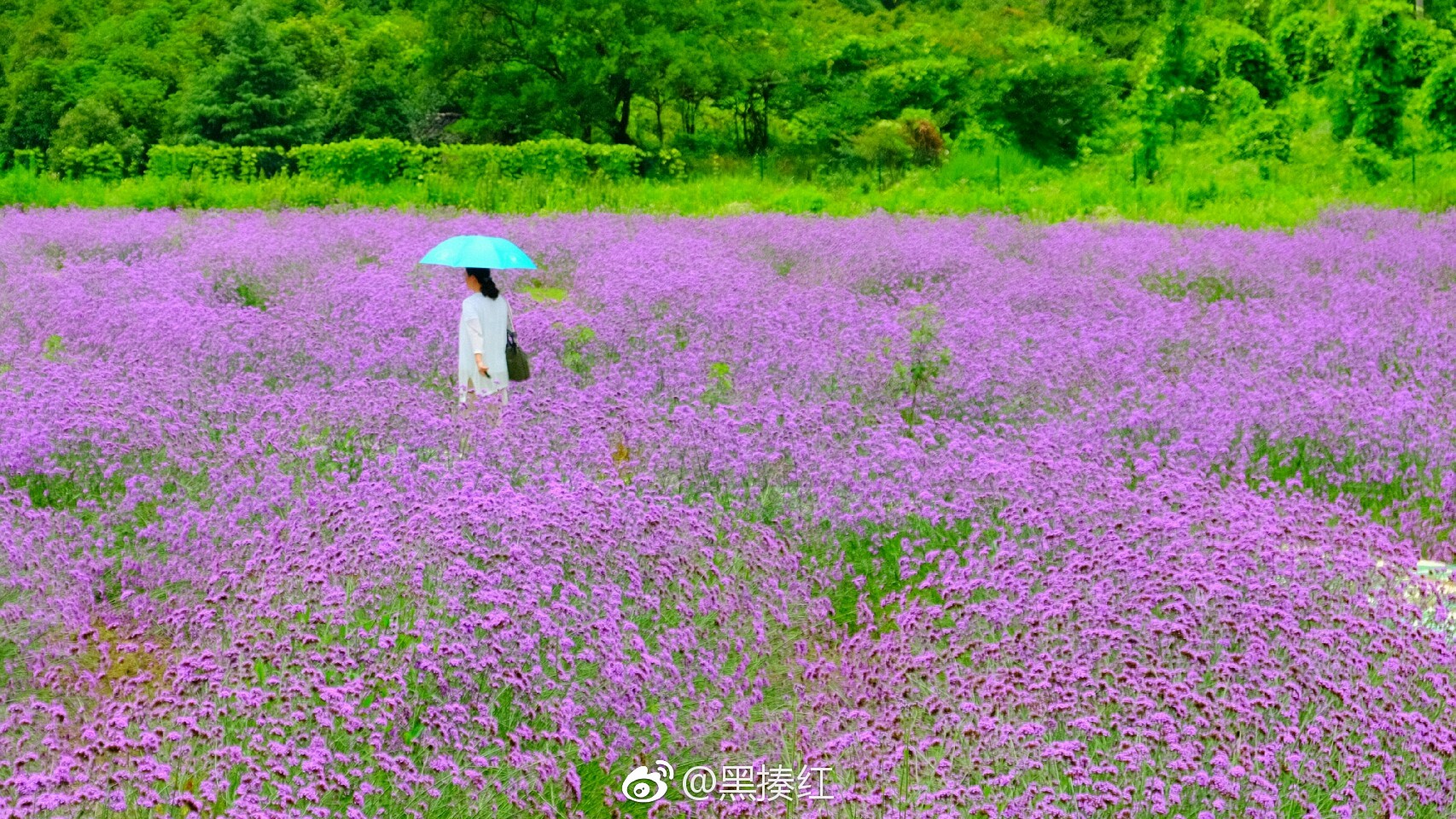 广德,太极五色谷花海