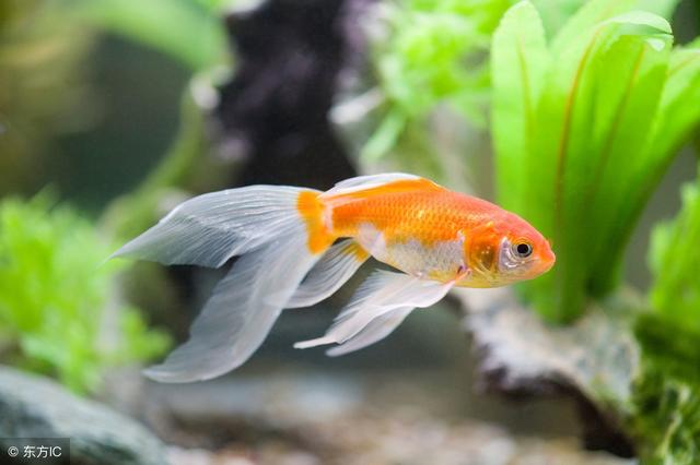 在家怎样养金鱼不会死?11招送给养鱼新手