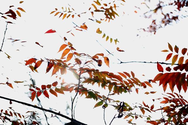 无奋斗,不青春:6首爱国诗词,少年强则国强!