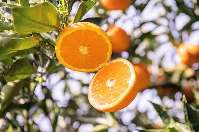 唯一一个当季采摘口感近乎纯甜的橙子,何以解
