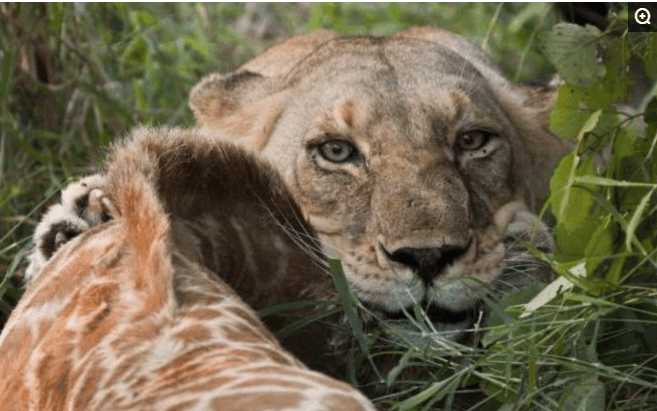 非洲一哥的奢华大餐, 二哥, 三哥, 平头哥纷纷遇