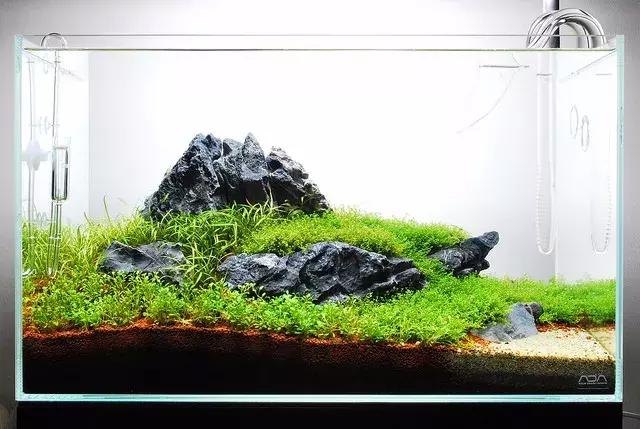 挺简单的草缸造景，但是很有意境!