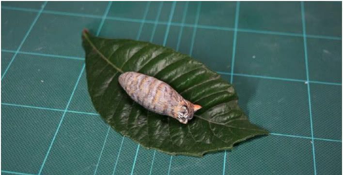 日本一猫咪瘫软像“毛毛虫”爆红，网友:传说当中的“猫猫虫”!